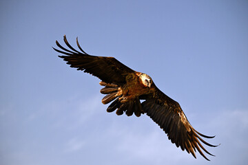 a majestic bearded vulture in spain