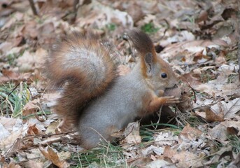 A squirrel eats a walnut in a Kyiv park