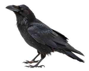 raven on white background