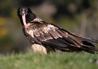 Obraz premium a majestic bearded vulture in spain
