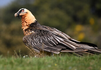 a majestic bearded vulture in spain