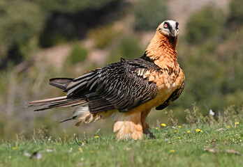 a majestic bearded vulture in spain