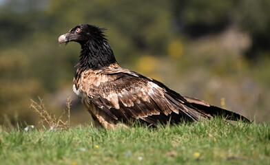 a powerful bearded vulture in spain