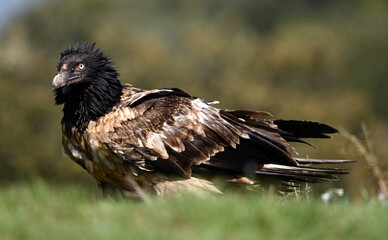 Fototapeta premium a serious bearded vulture in spain