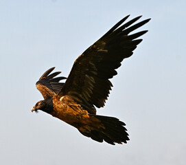 a majestic bearded vulture in spain
