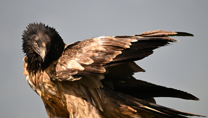 A serious bearded vulture in spain