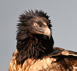 a majestic bearded vulture in spain