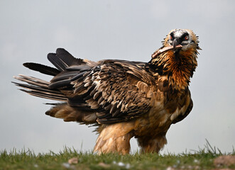 a majestic bearded vulture in spain