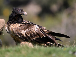 a majestic bearded vulture in spain