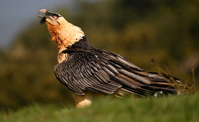 a powerful bearded vulture in spain