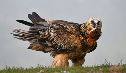 a majestic bearded vulture in spain