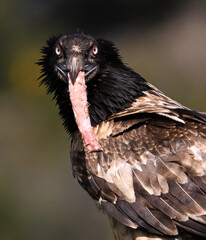 a majestic bearded vulture in spain