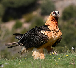 a majestic bearded vulture in spain