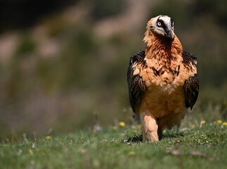 Fototapeta premium a majestic bearded vulture in spain