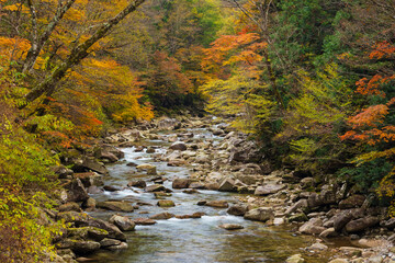 stream in autumn forest