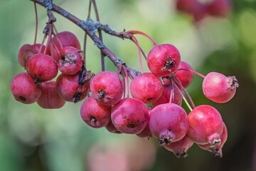 Zierapfel (Malus spec.), Früchte