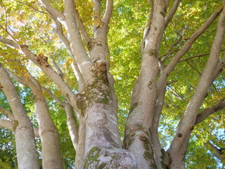 秋の大ケヤキを見上げる