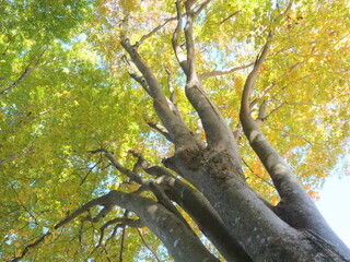 秋の大ケヤキを見上げる