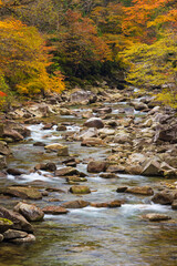 stream in autumn forest