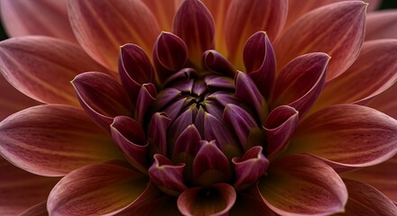 Close up of a dahlia flower detailed petals and natural colors
