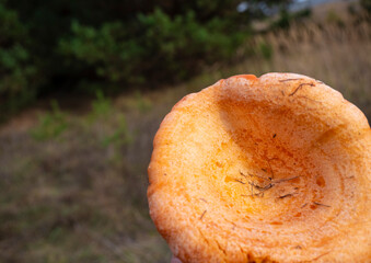 The beThe beautiful and edible saffron milk cap mushroom, Lactarius deliciosus L.
Lactarius deliciosus L.,Grows in pine, spruce and mixed forests and July to September.
