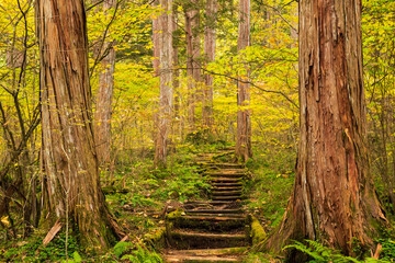 footpath in the autumn forest