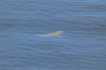 Basking Shark off the Coast of British Columbia, Canada.