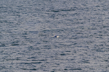 Fototapeta premium Humpback Whale Back Surfaces in Seymour Narrows in the Strait of Georgia, near Vancouver, British Columbia, Canada.