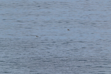 Common Murre Couple off the Coast of British Columbia, Canada.