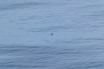 Rhinoceros Auklet in Pacific Ocean by British Columbia, Canada.