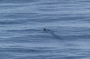 Obraz premium Tufted Puffin in Pacific Ocean by British Columbia, Canada.