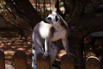 Lémur de cola anillada curioso posado en valla de madera en zoo, Santa Eugènia, Mallorca. Entorno naturalista en cautividad, animales de parque zoológico, fauna de Madagascar, primates populares.