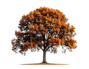Autumnal tree illustration with transparent background for design projects