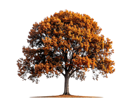 Autumnal tree illustration with transparent background for design projects