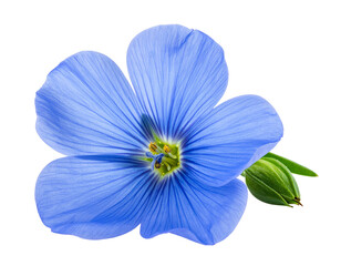 Close up of a single blue flower isolated on transparent background