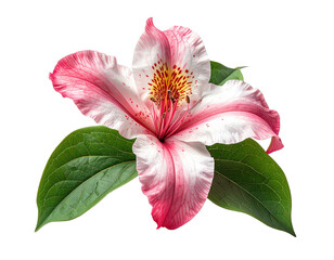 Close up of pink lily flower with green leaves on transparent background