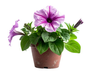Close up of potted petunia flowers with vibrant purple petals and green foliage on transparent background