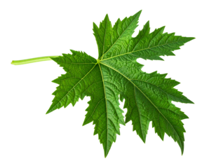 Detailed green leaf isolated on transparent background for natural and botanical imagery