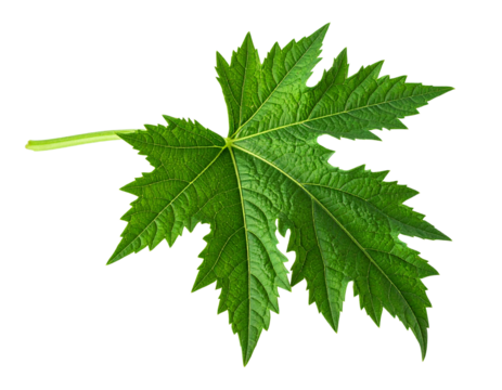 Detailed green leaf isolated on transparent background for natural and botanical imagery