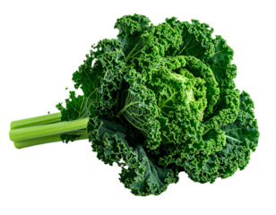 Fresh broccoli head on transparent background for culinary and dietary concepts
