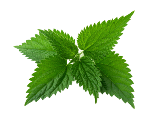 Fresh green leaves with transparent background for natural design elements