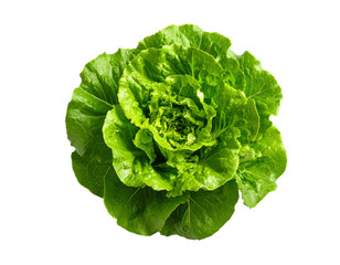 Fresh green lettuce isolated on transparent background for healthy eating concepts