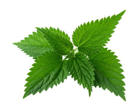 Fresh green leaves with transparent background for natural design elements