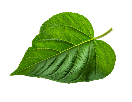 Isolated green leaf illustration with detailed texture for nature or environmental concepts - Powered by Adobe