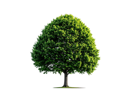 Isolated green tree with transparent background for graphic design