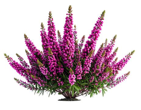 Isolated purple flower bush on transparent background floral element for design