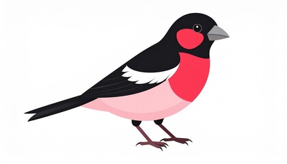 illustration of a rose-breasted grosbeak 