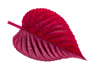 Single red leaf isolated transparent background decorative design element