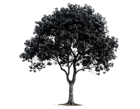 Silhouette of a tree illustration with a transparent background