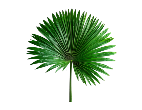 Single green palm leaf isolated on transparent background